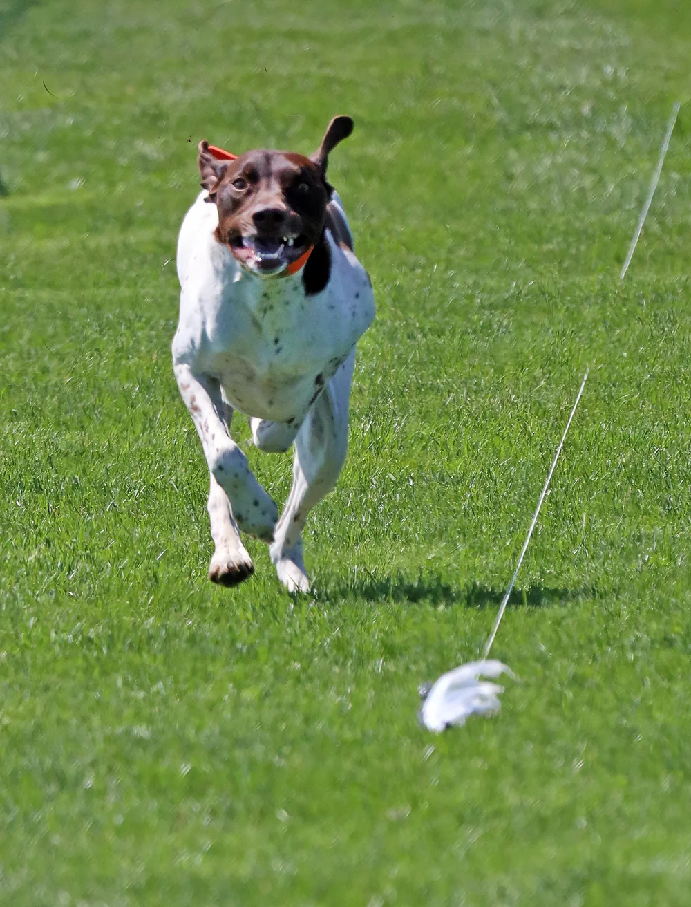 Why Do Dogs Run Really Fast