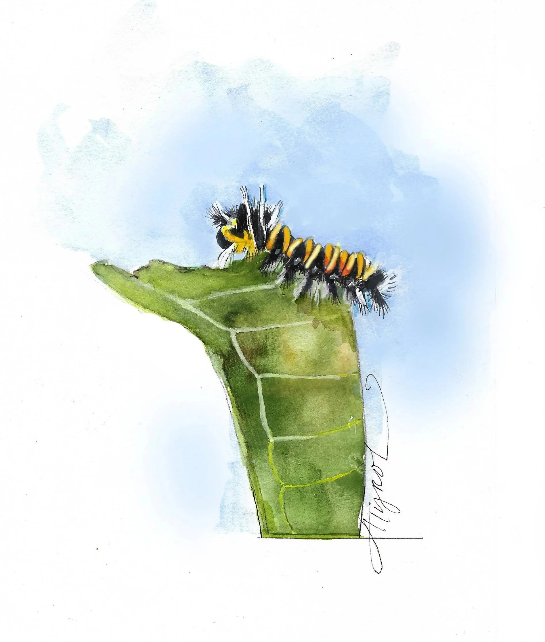 How milkweed tussock moths evade predators