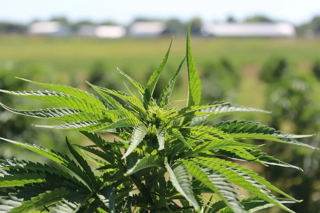 Weed costs twice as much in Vermont as it does in Massachusetts. What gives?