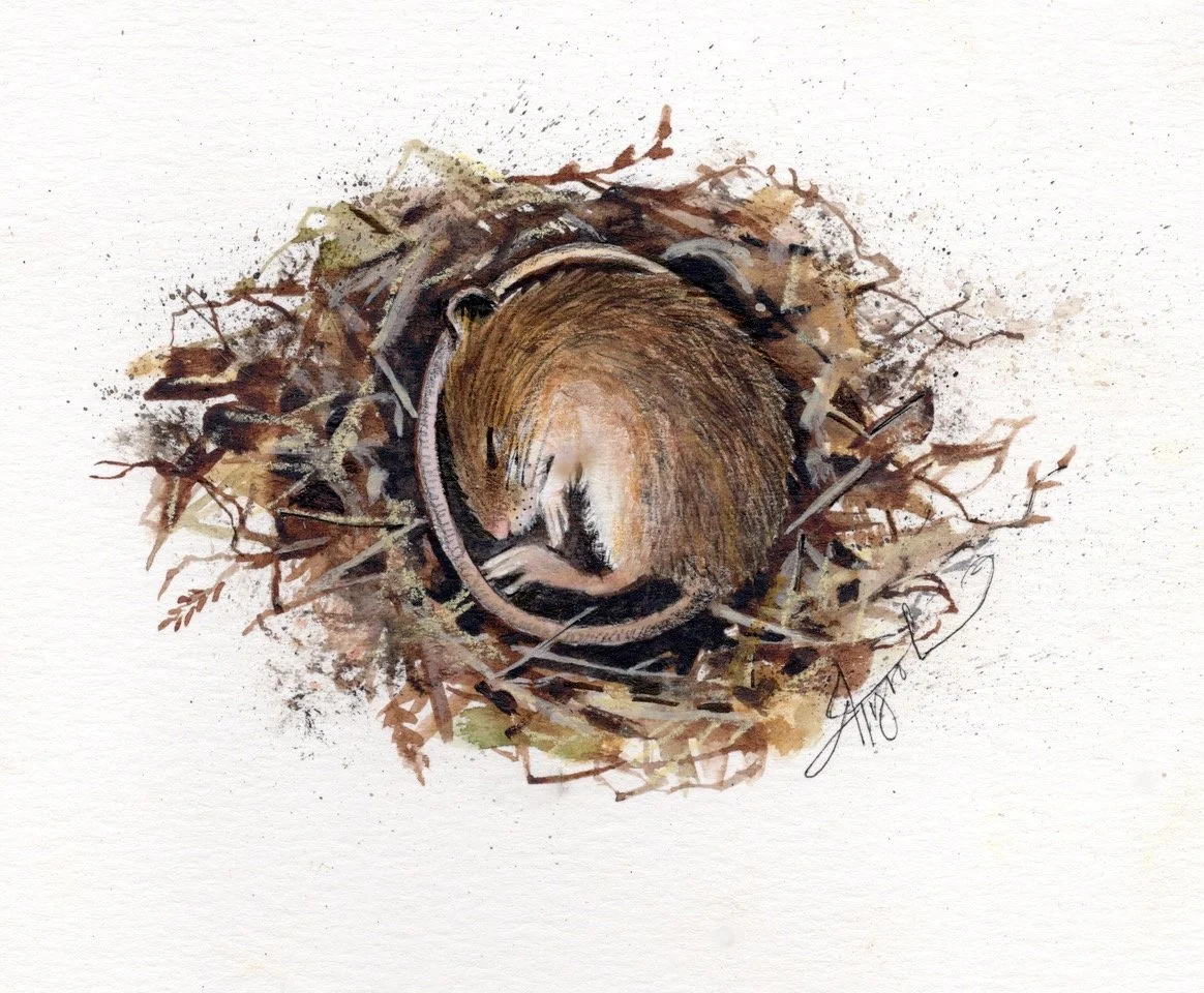 The meadow jumping mouse is spring’s late riser