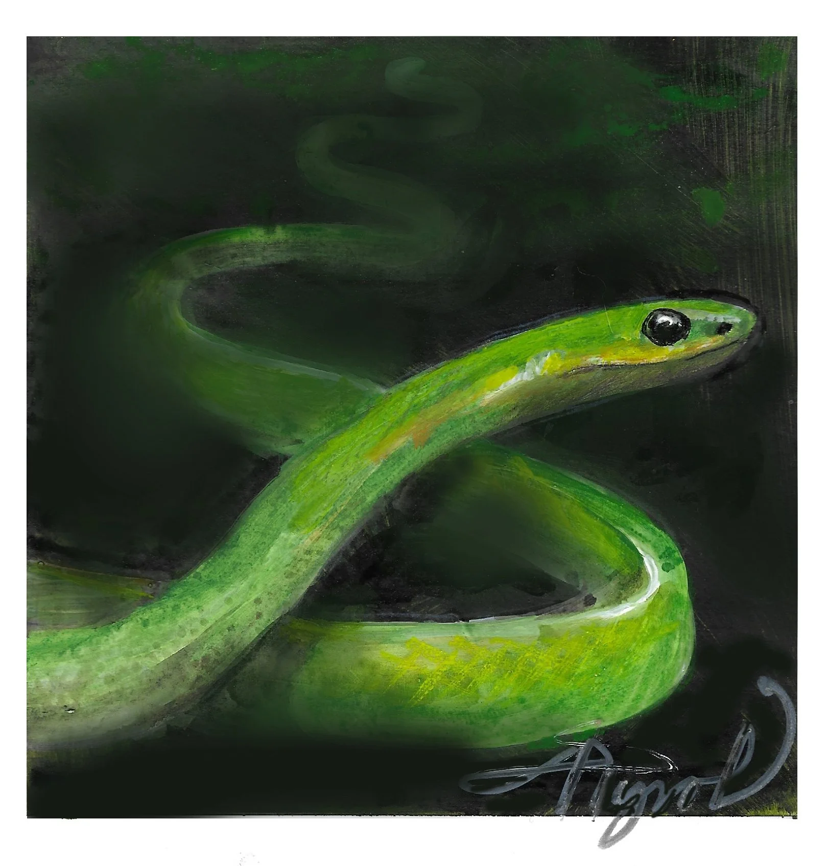 A species of its own, the smooth green snake is a grassland hidden jewel