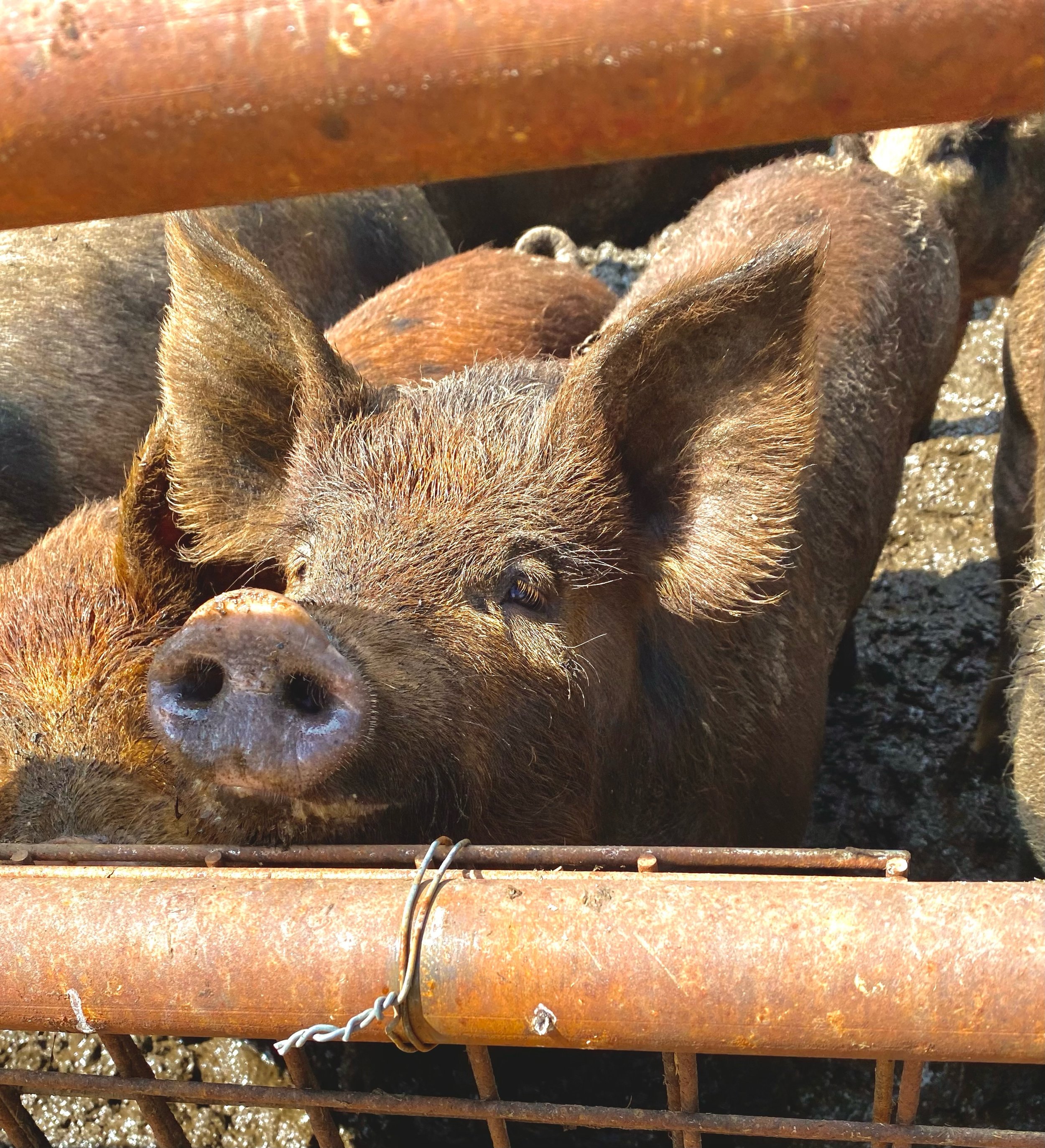   At the Gaylord Farm. Photo by Miranda Rayfield  