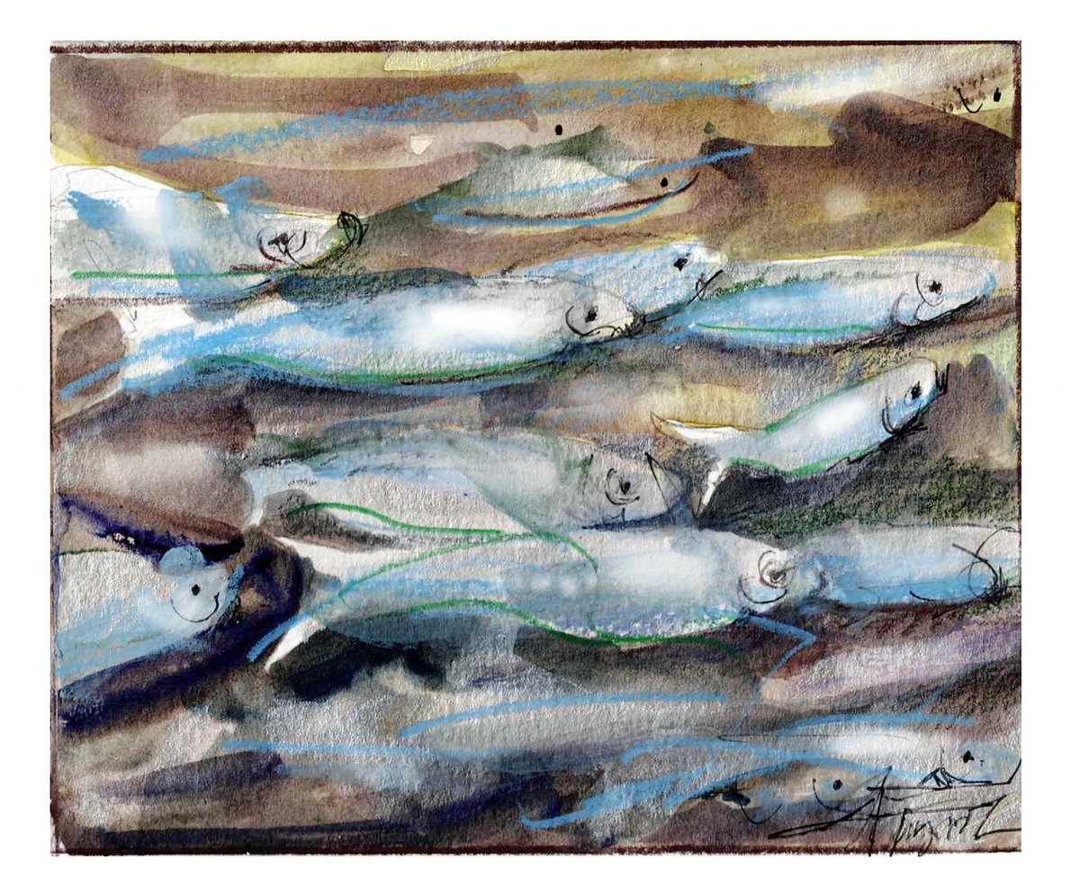 The spring alewife run goes against the flow