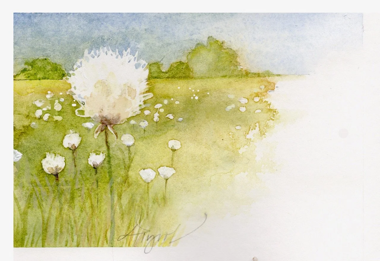 Tussock cottongrass: Champion of low-lying bogs and alpine heights