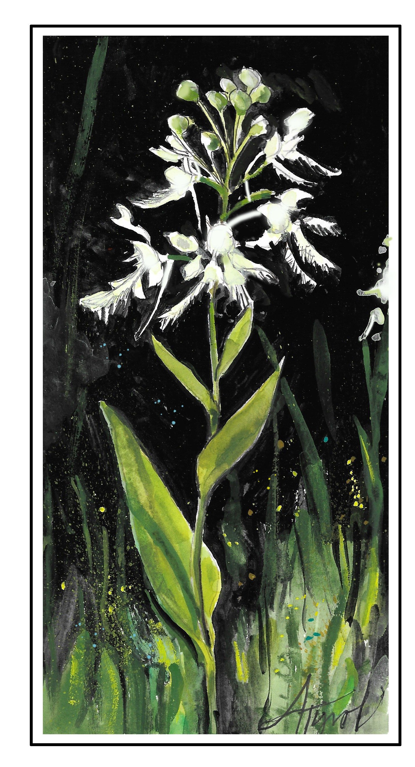 Bog beauty: White-fringed bog-orchid