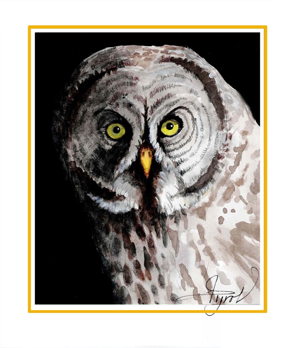 Great gray owl.jpeg
