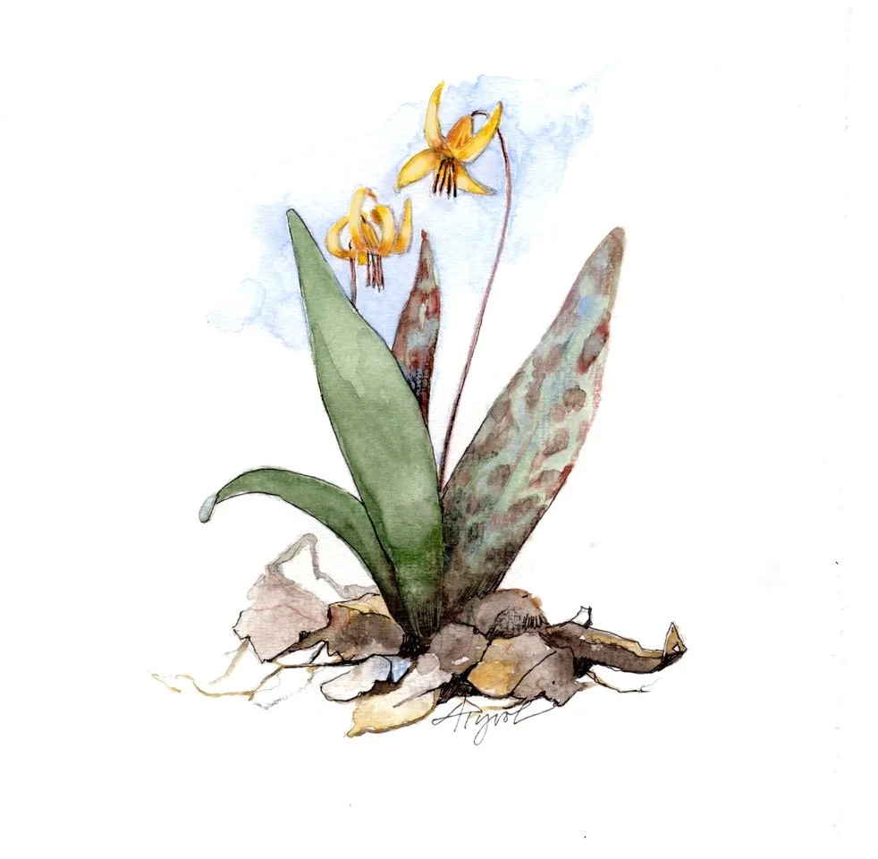 Spring ephermerals and the vernal dam hypothesis