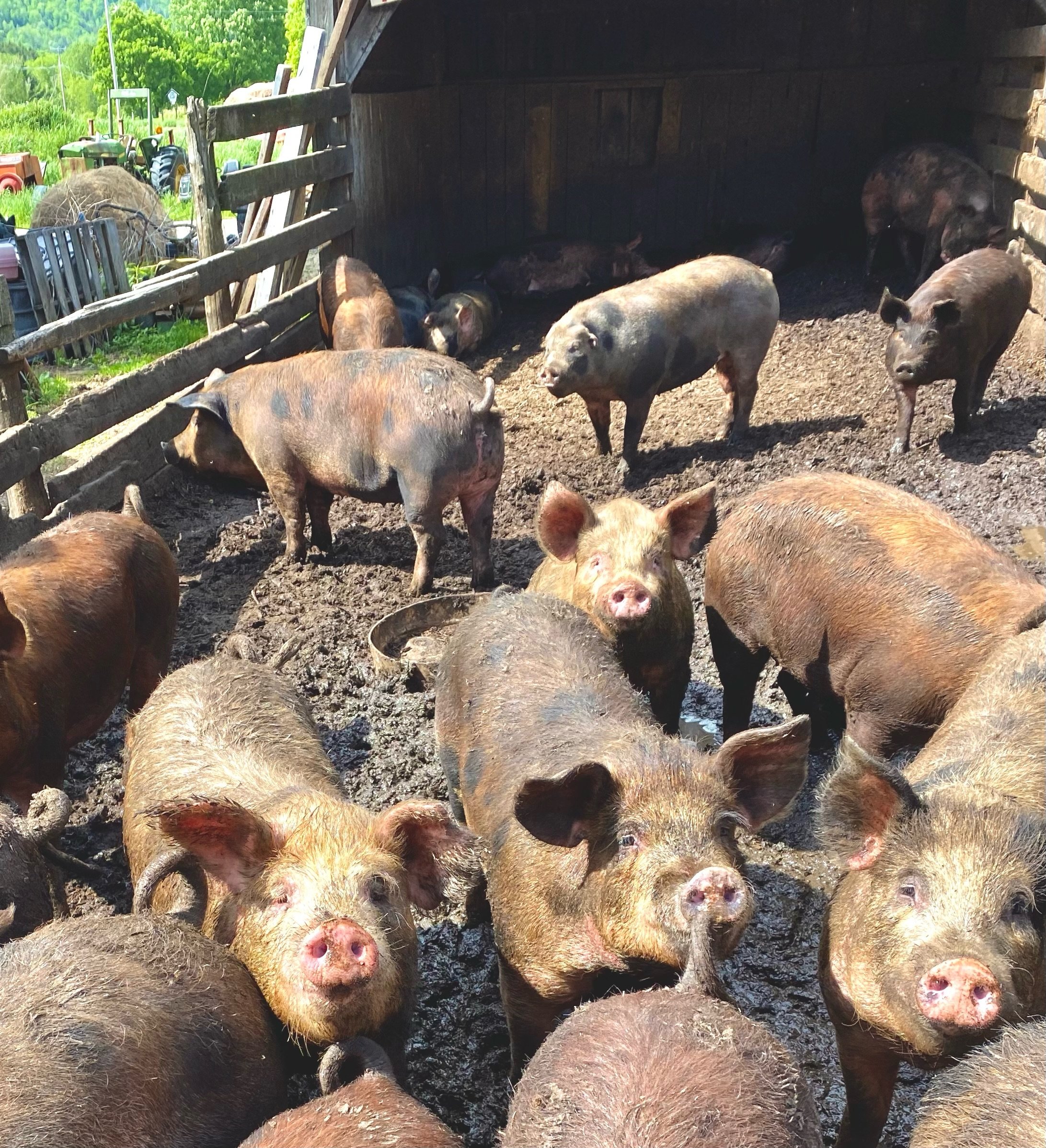   Gaylord Farm pigs enjoy leftover milk from the Harwood food program. Photo by Miranda Rayfield  