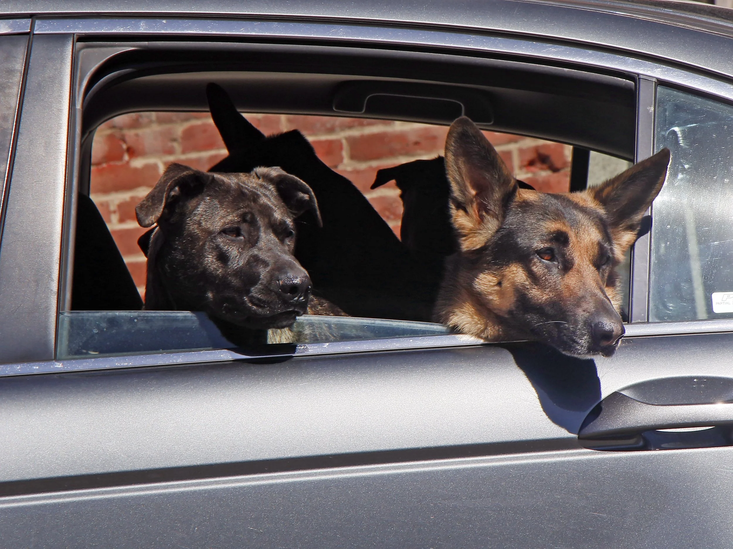 How Old Does A Dog Have To Be To Get A License