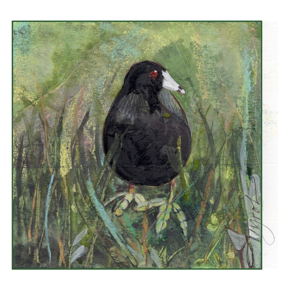 The American coot: Easy to spot, but a rare visitor in Vermont