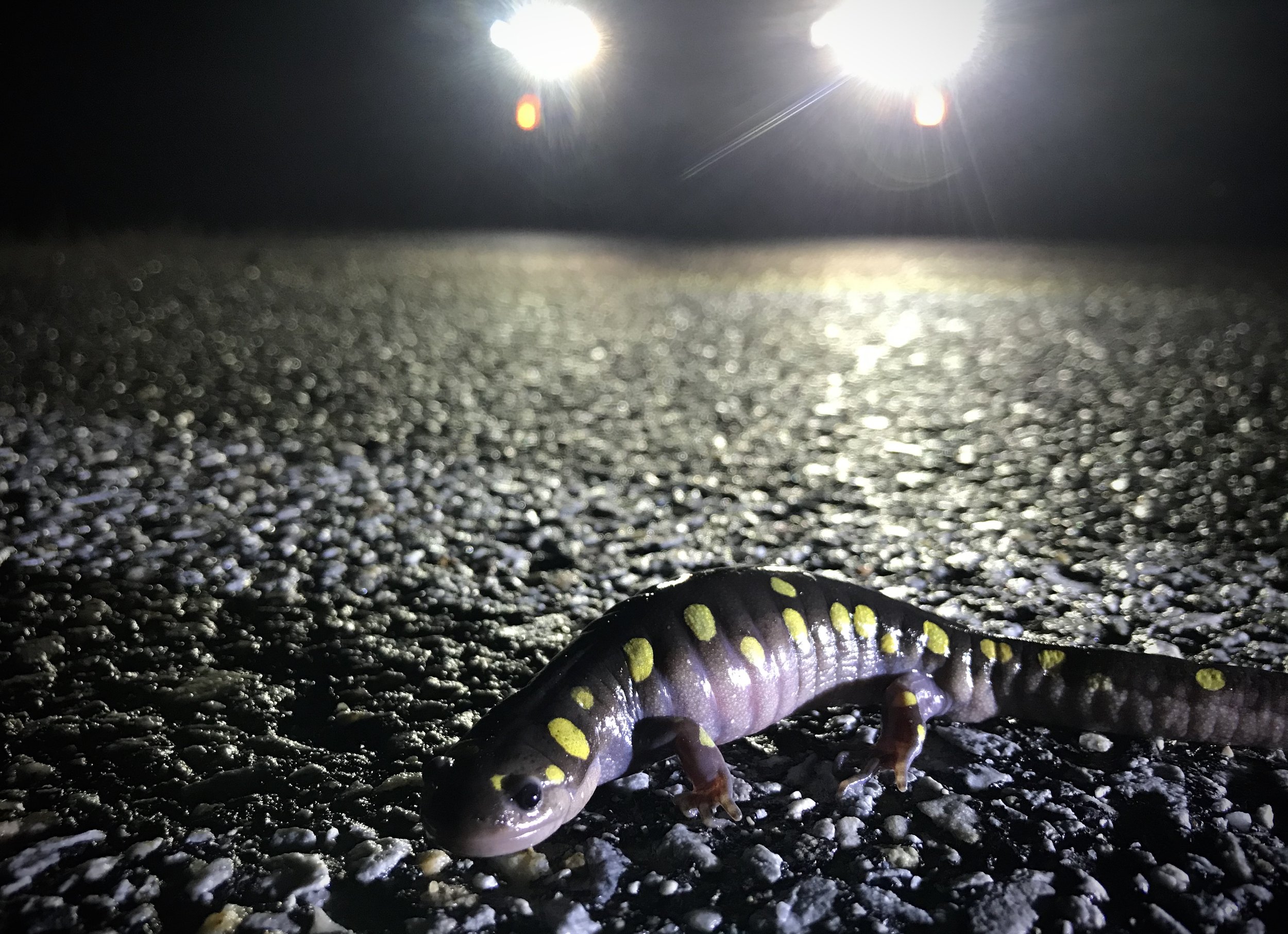 Vt. Fish & Wildlife: Brake for salamanders, frogs crossing roads