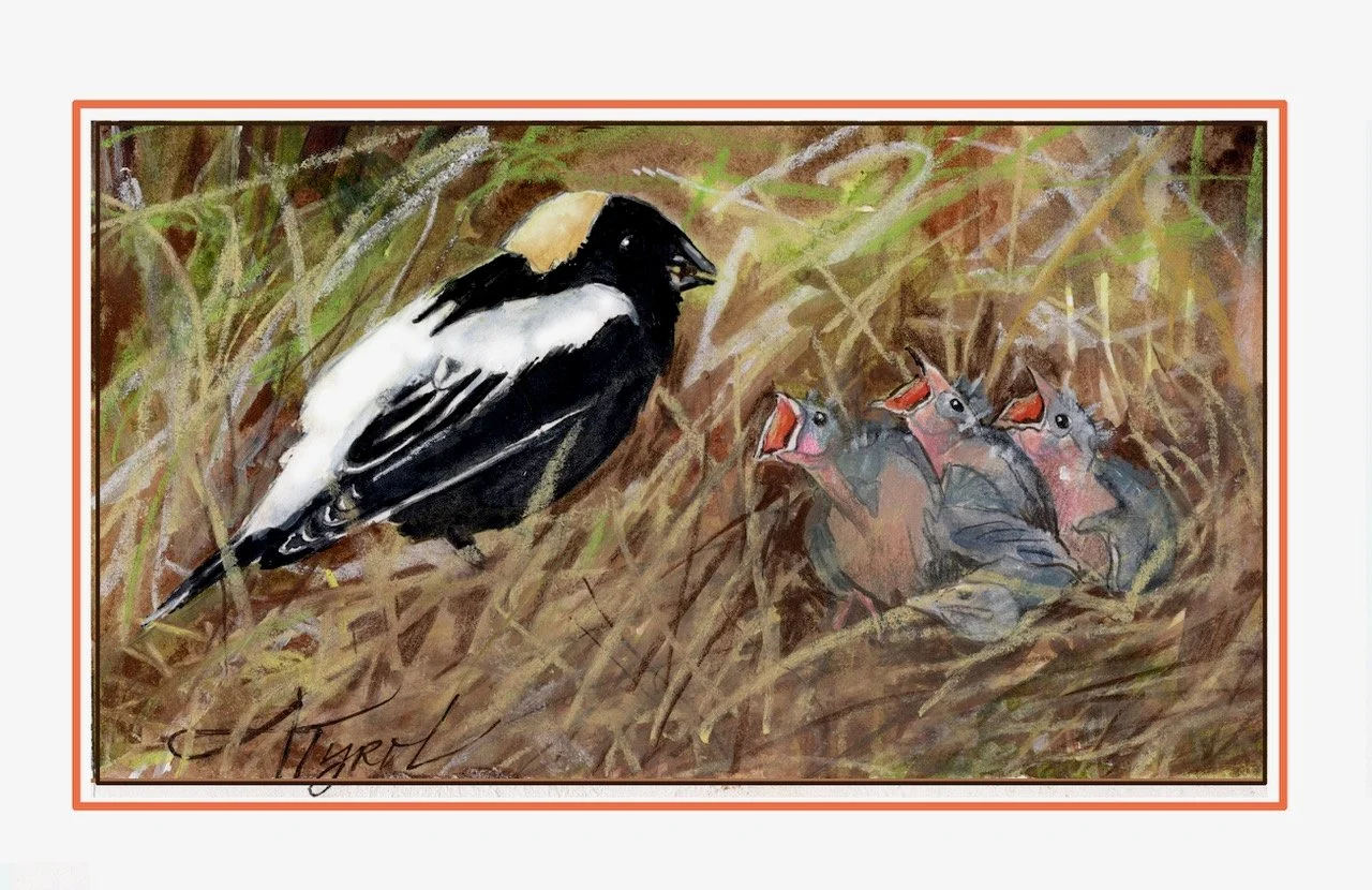 Bobolinks: Grassland birds in a reverse tuxedo