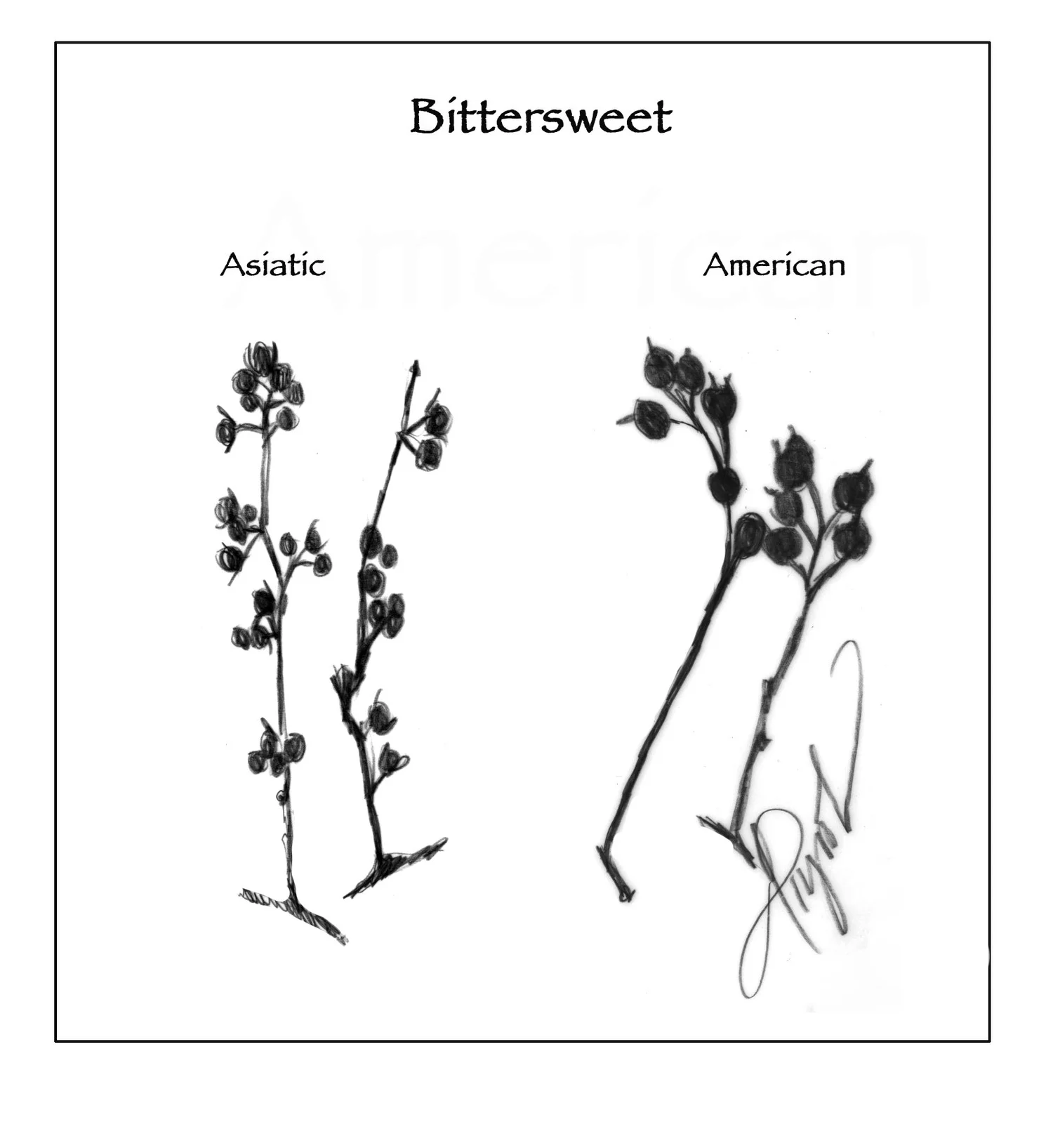 The Outside Story: Asiatic bittersweet is festive but invasive ...