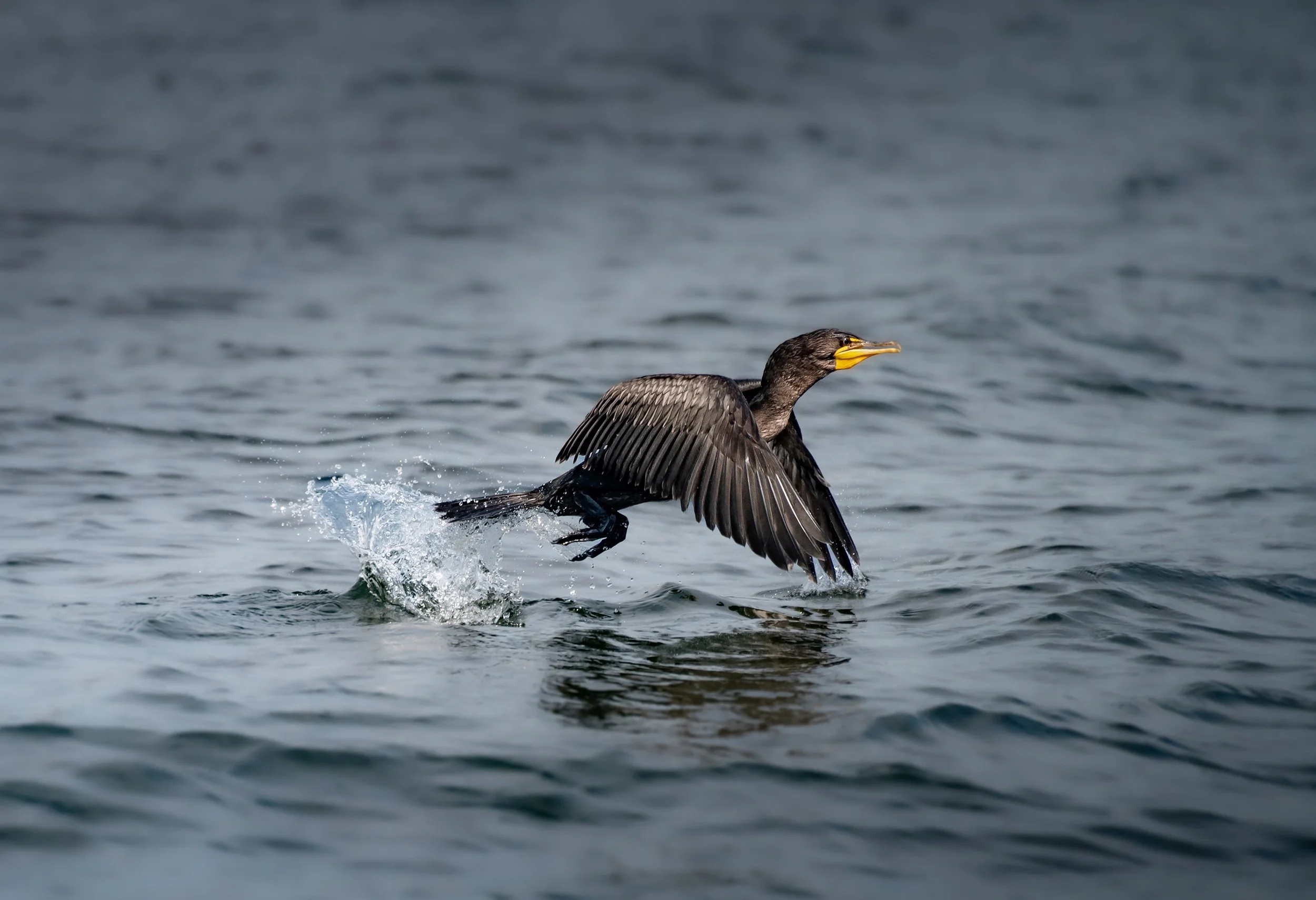 Axel’s spotlights contest winner Justin Highet’s images through Nov. 22