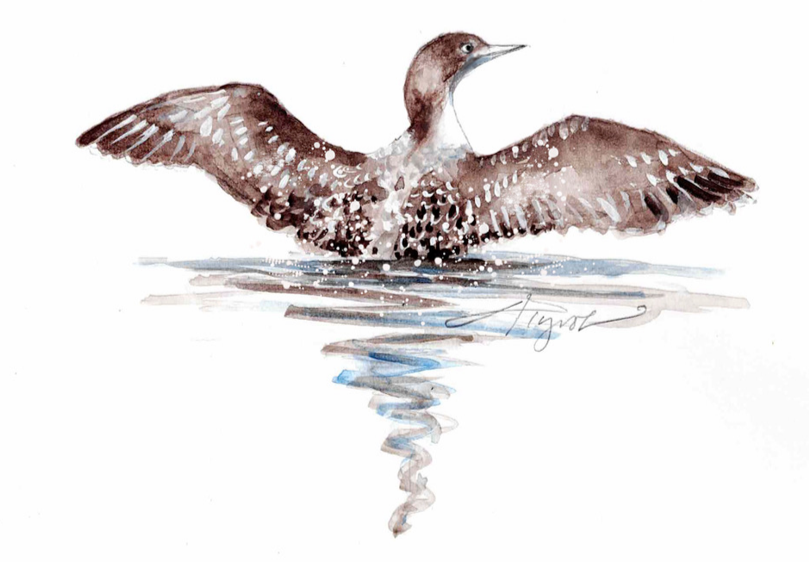 Young loons may linger before winging to the ocean