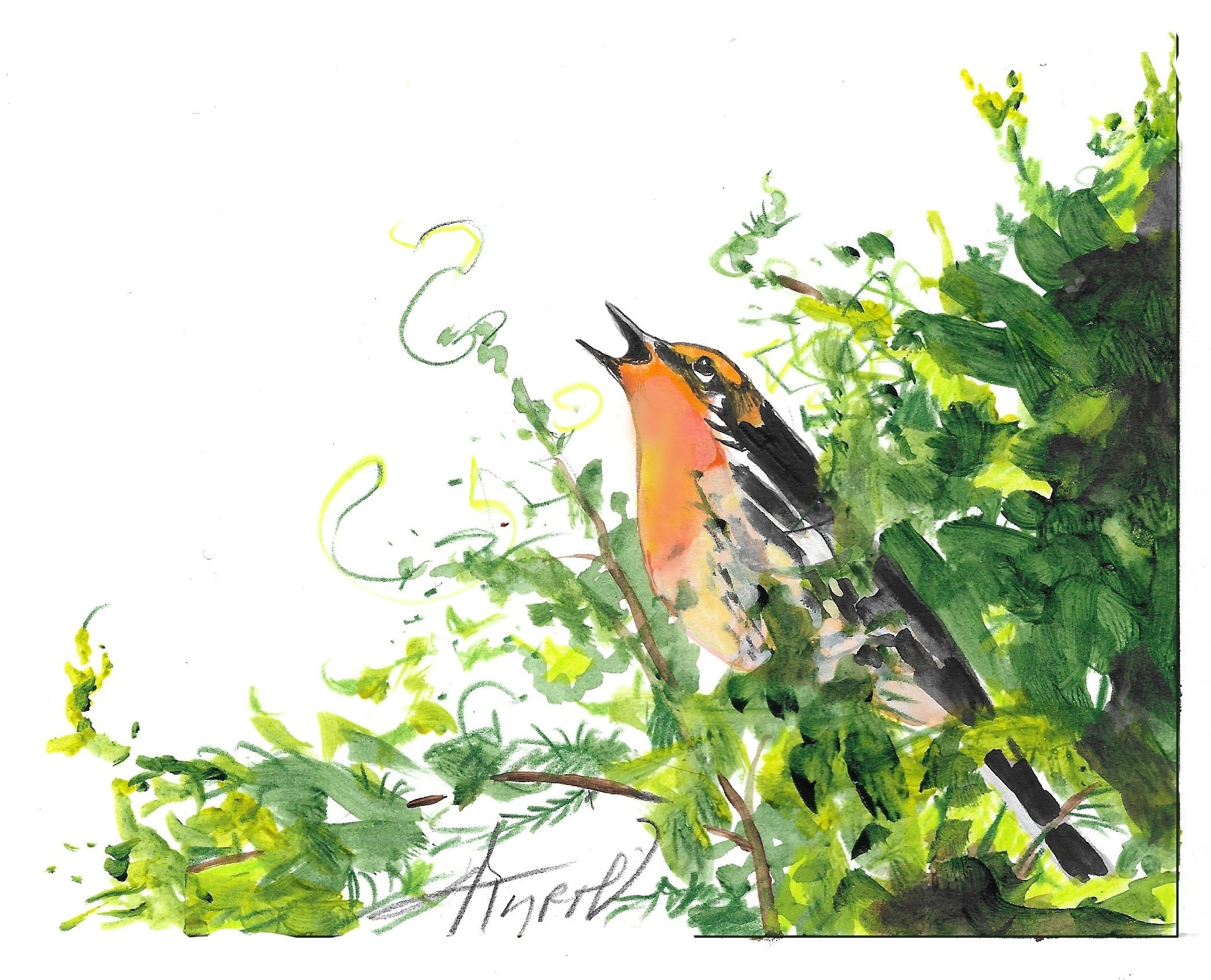 The brilliant Blackburnian warbler is a treetop gem