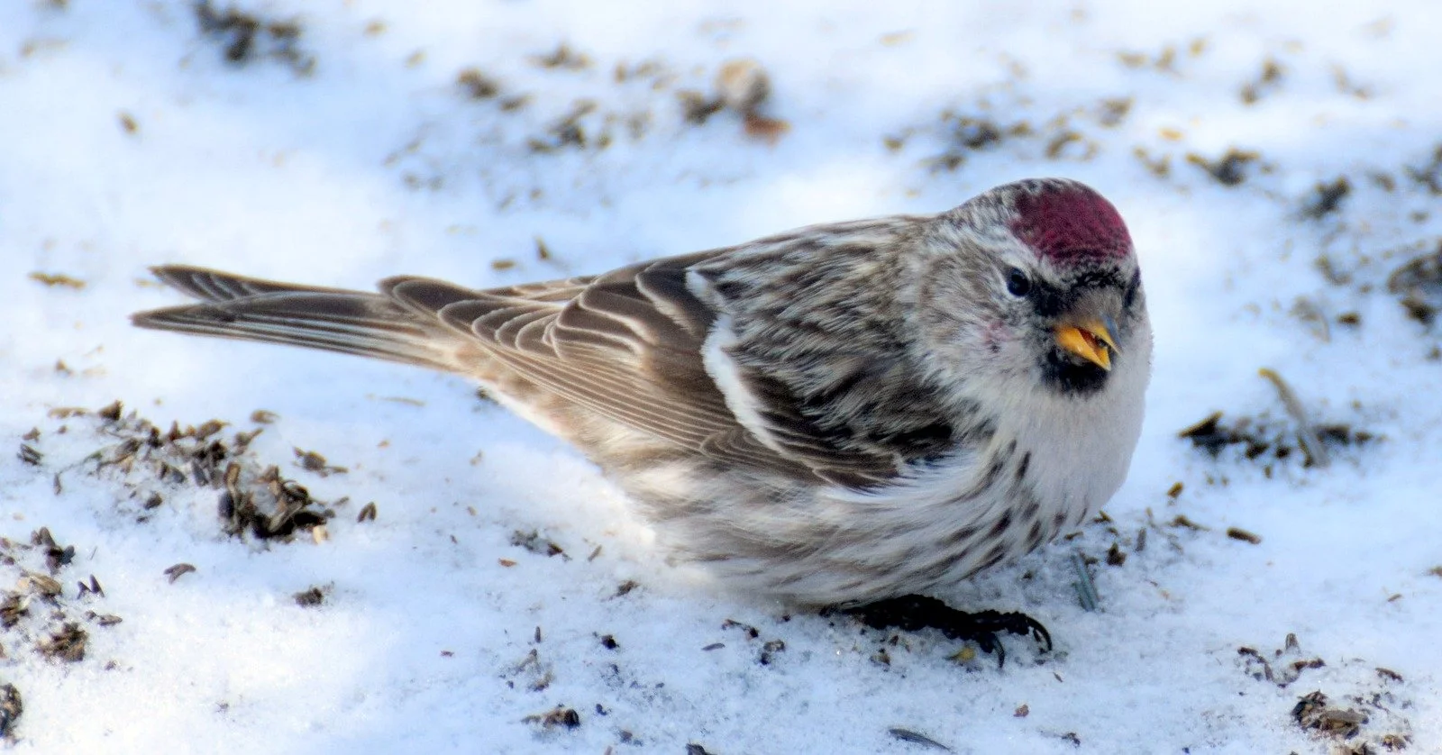 Birdfeeding season begins with ‘irruption’ forecast; annual bird count is Dec. 26