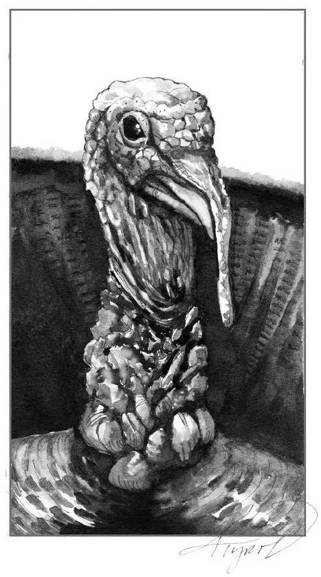 Gobbling and strutting through wild turkey mating season