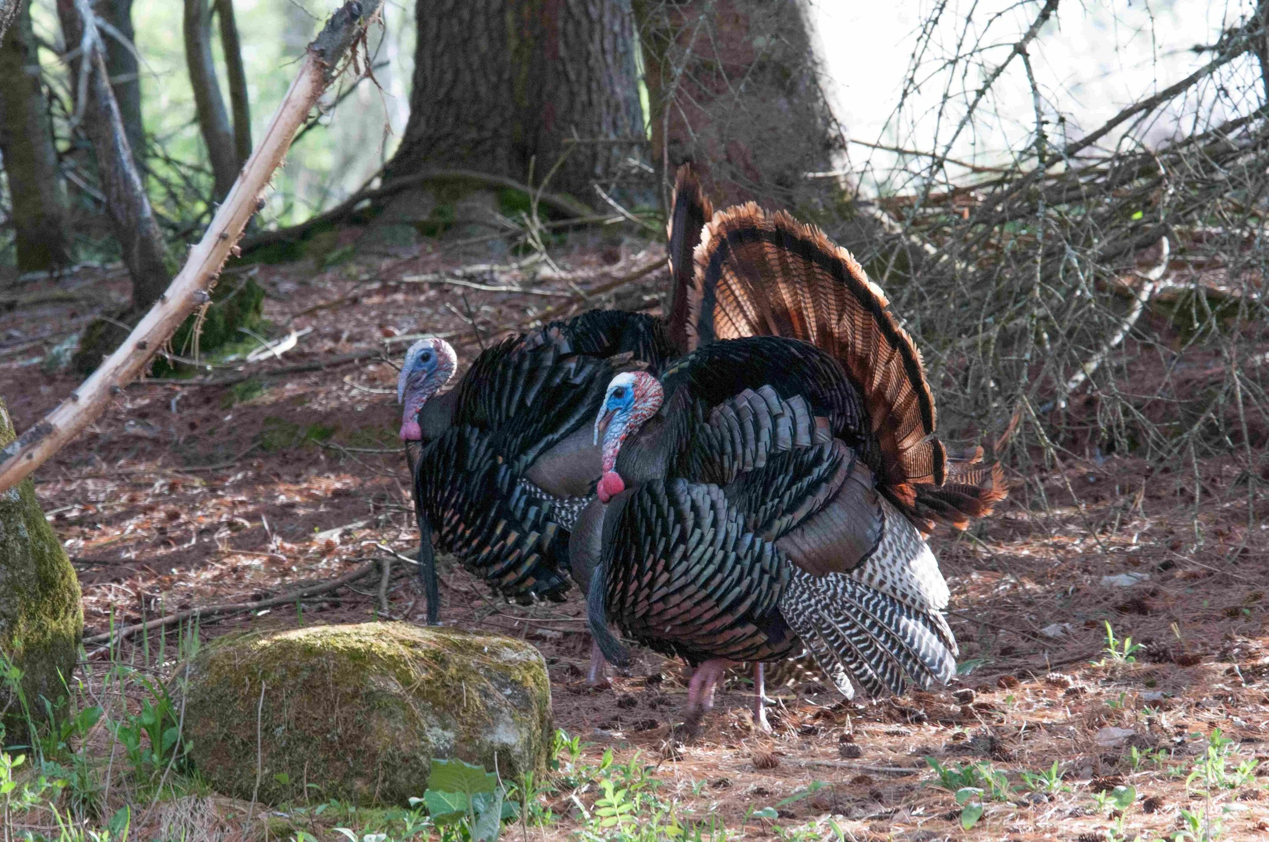 Native turkeys got help to prosper in Vermont