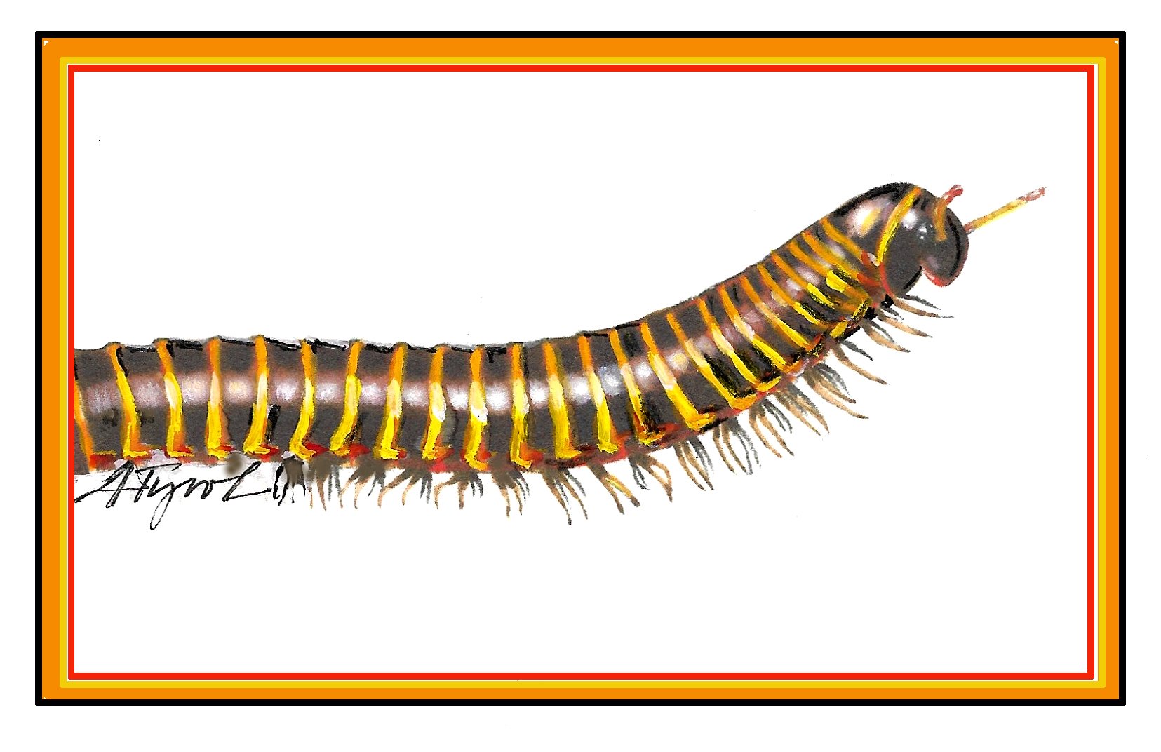 Last climb of the zombie millipede