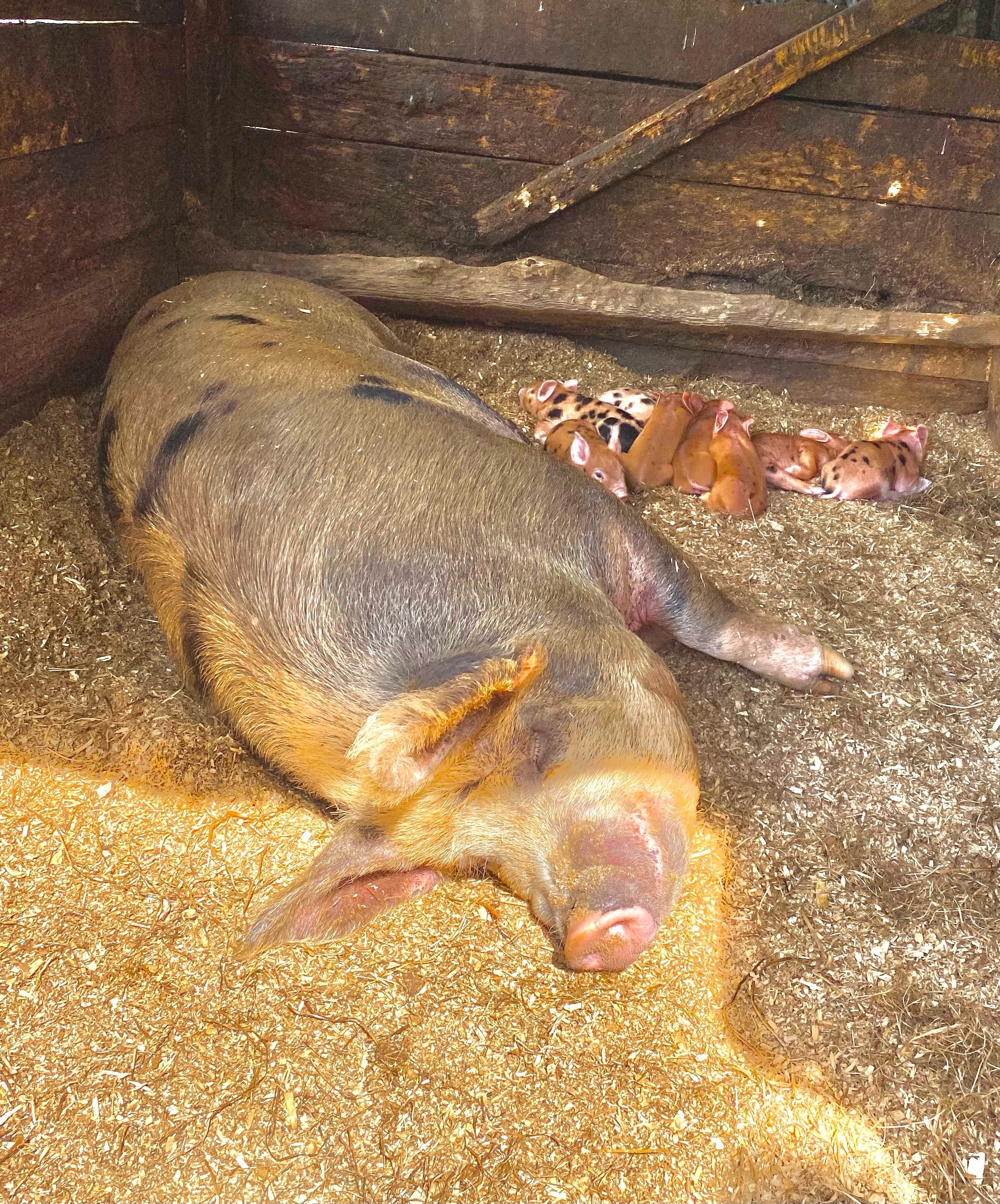   Seven seven-day old piglets with their mother, Miss Piggy, at the Gaylord Farm in Waitsfield. Photo by Miranda Rayfield  