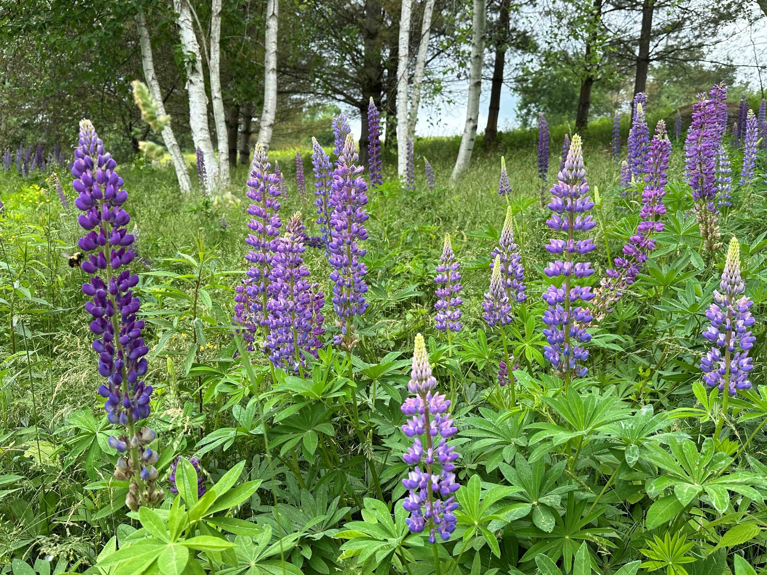 Tour local gardens with A River Runs Through It Garden Tour July 21