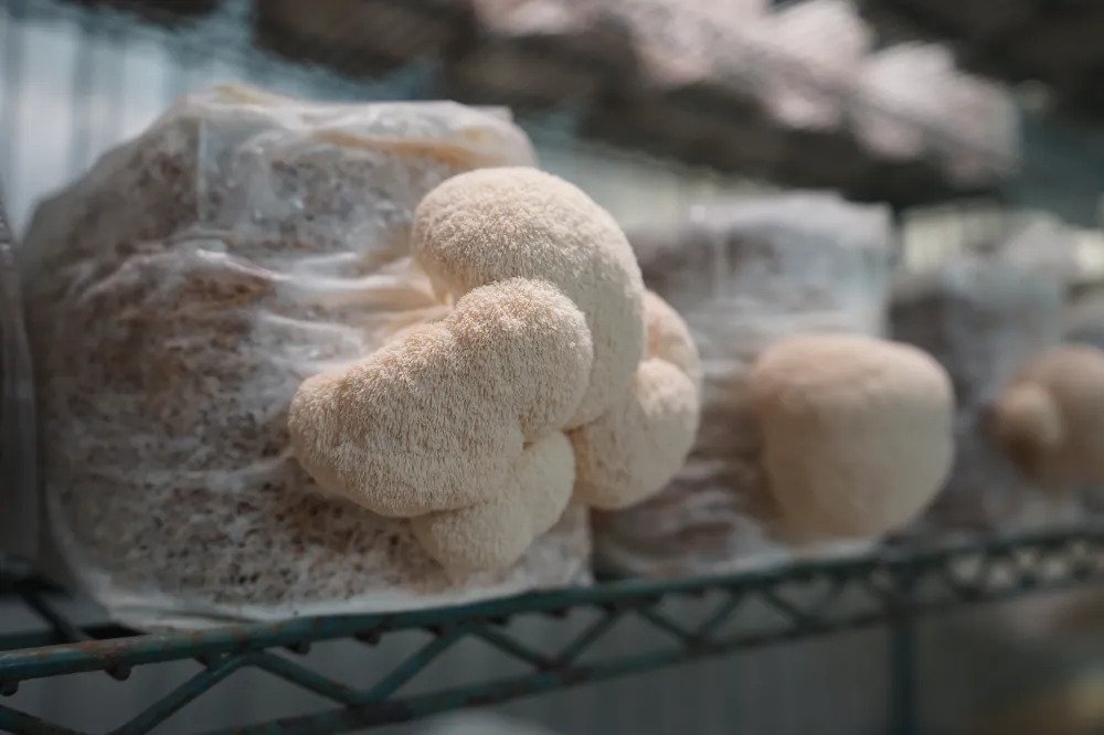 Leaving Big Pharma for mushroom farming, Wiseman family finds purpose in Worcester