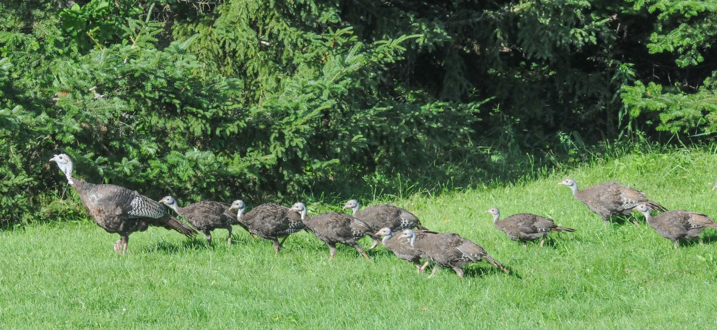 Vermonters asked to help count turkeys in July-August