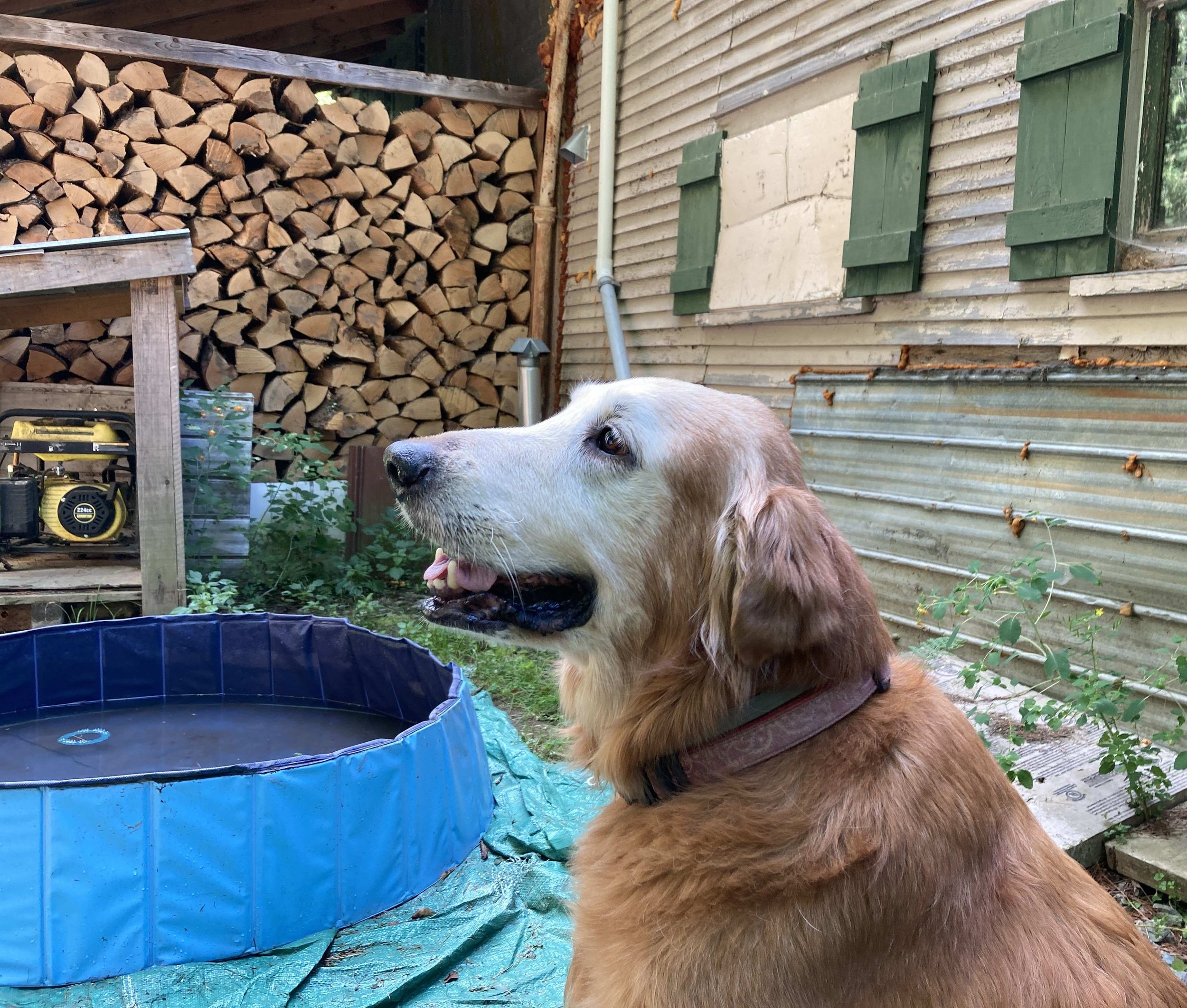 Murphy, the lost dog who stole Waterbury’s hearts, crosses the rainbow bridge