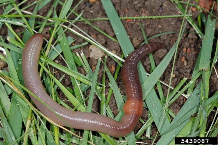 That's no regular earthworm: Invasive jumping worms take hold in