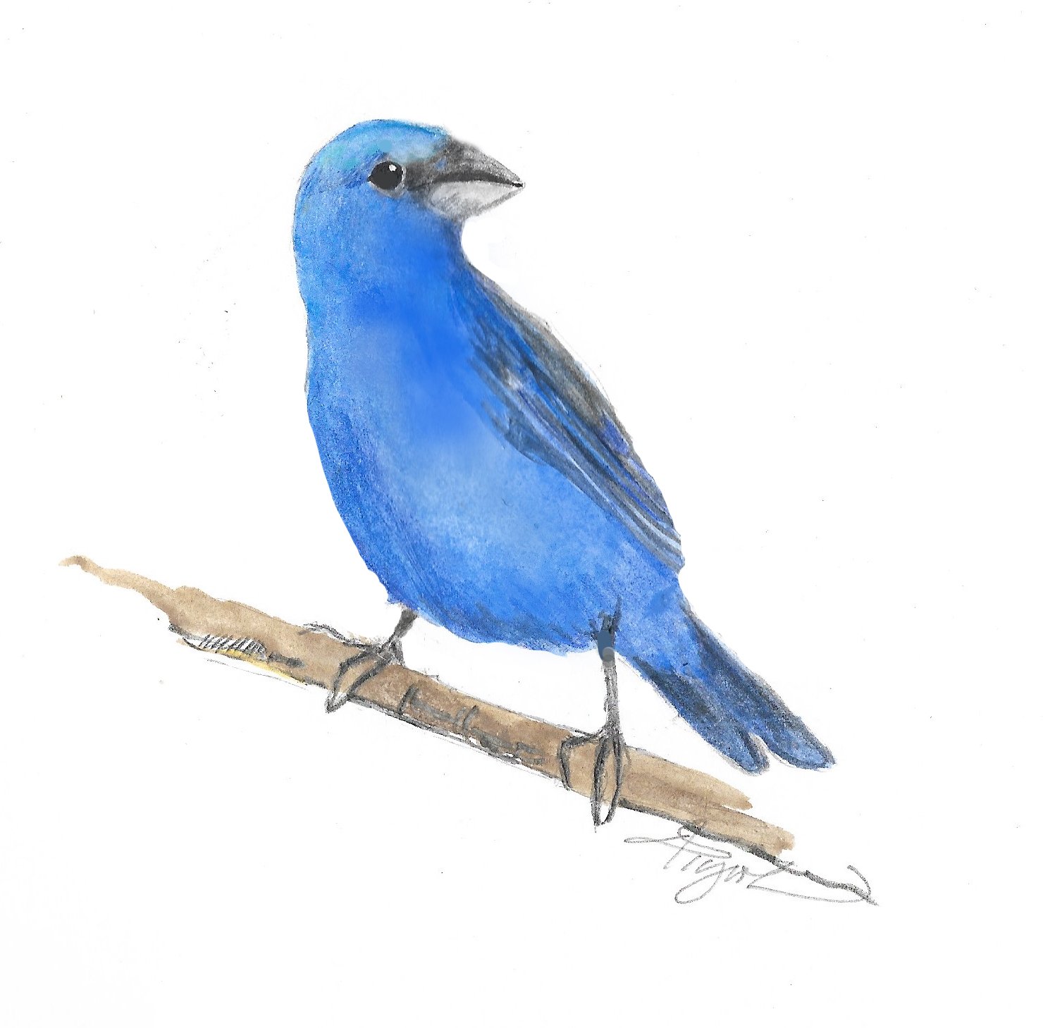 The indigo bunting is a celestial creature 