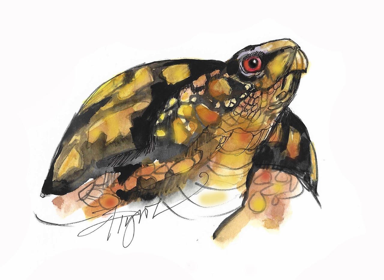 Few Eastern box turtles call New England home