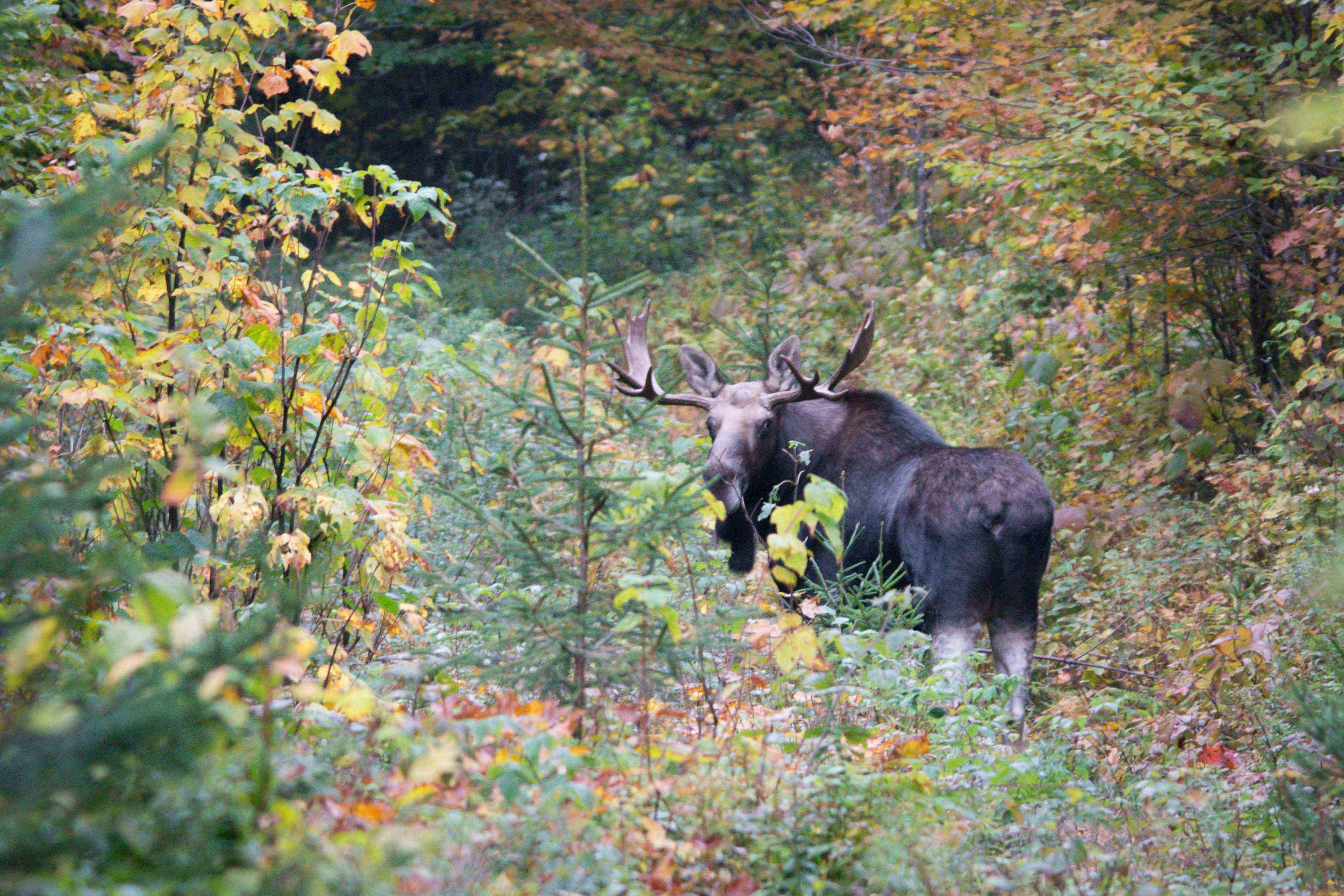 State shares 2025 moose hunting results