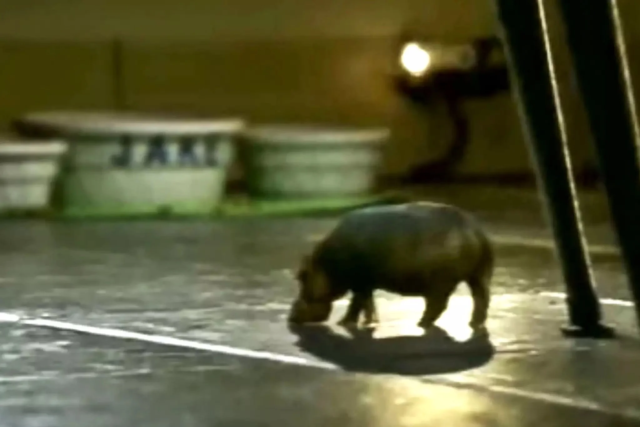 Canada Officially Bans Consumption of House Hippos&nbsp;