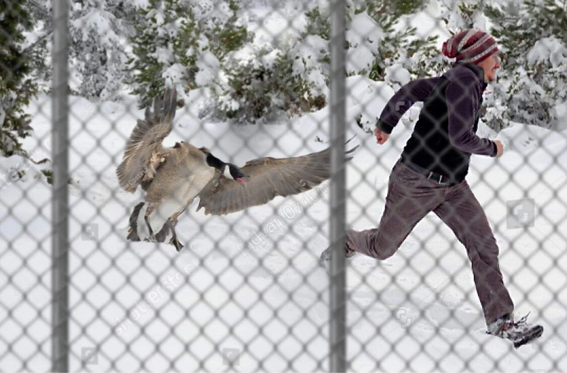 With the inability to fly south for the winter, Canada geese have become more agitated and hostile.