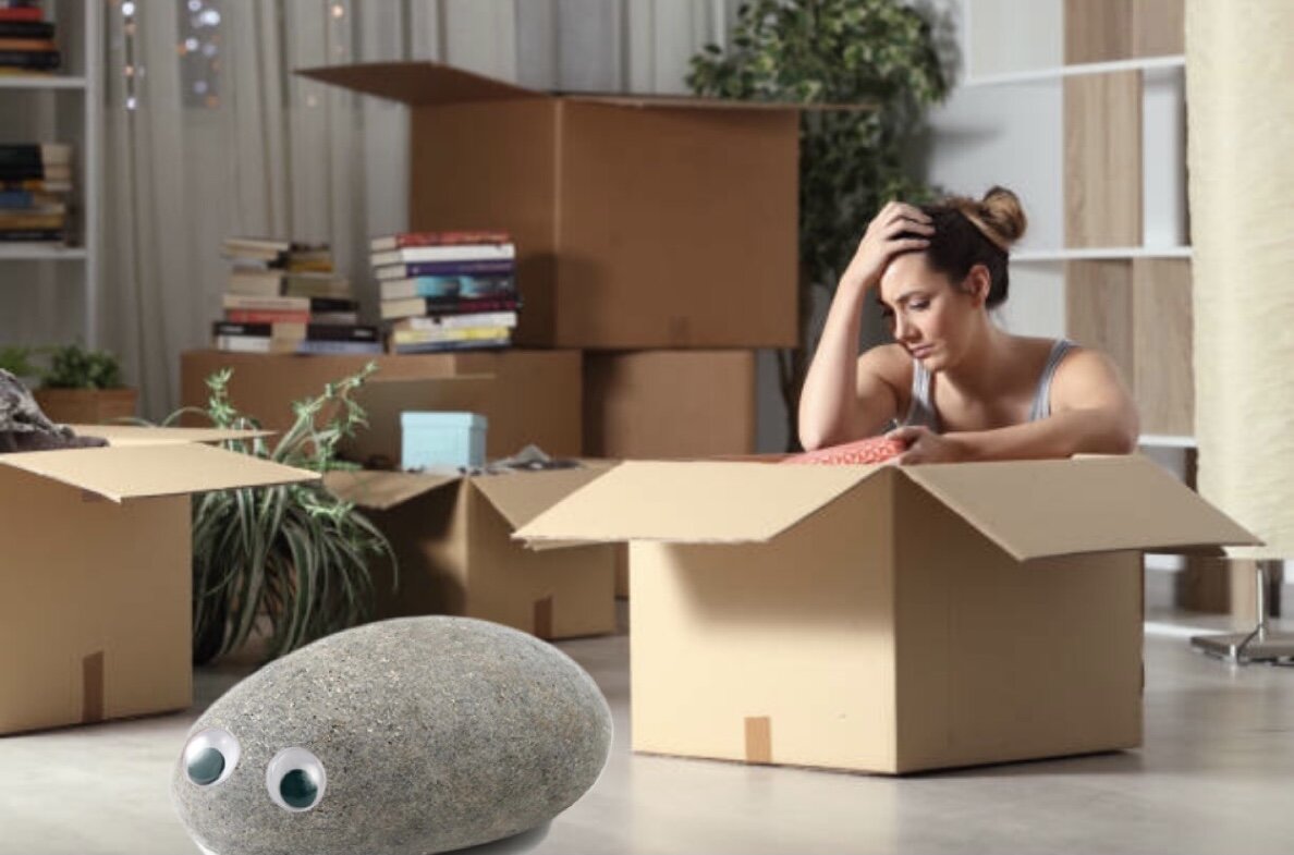 Toronto Landlord Evicts Tenant On the Grounds of 'Unauthorized Pet Rock'