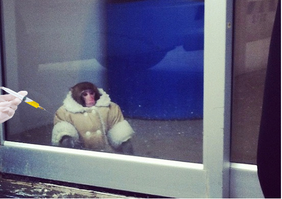 Ikea Monkey Receives Second Dose Of COVID Vaccine
