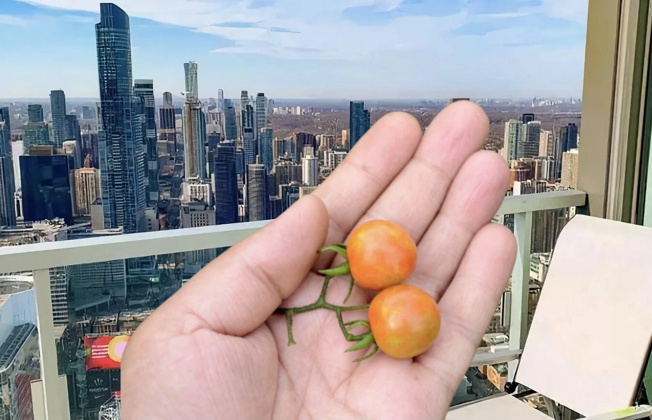 After Months Of Hard Work, Local Man Harvests Two Very Small Tomatoes From Balcony Garden