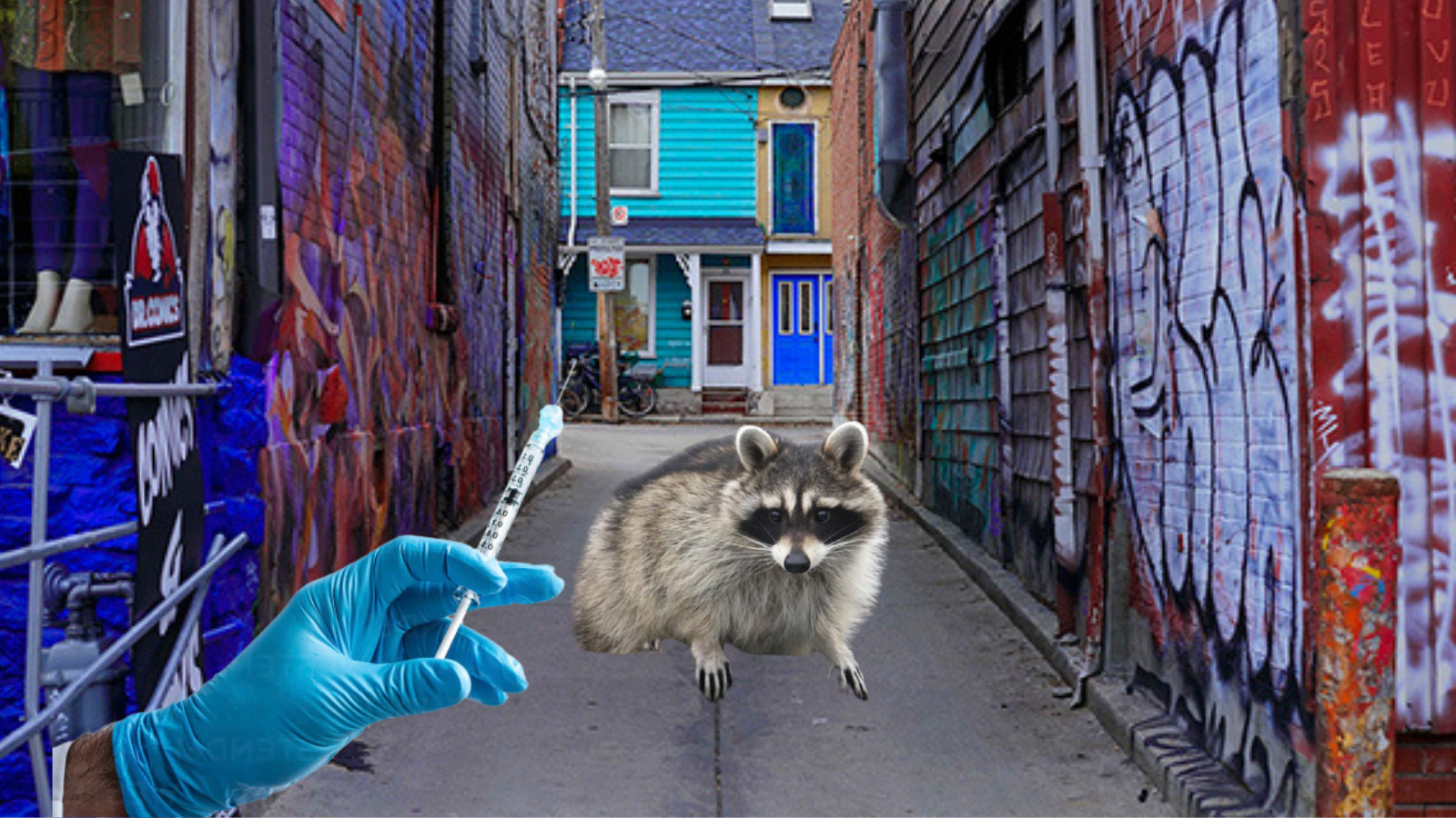 Toronto Announces Plan To Vaccinate All Raccoons