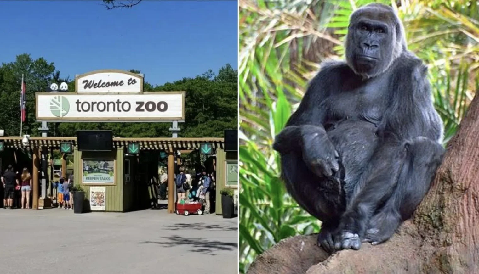 Multiple Animals At The Toronto Zoo Have Been Sent Back To The Wild For Refusing To Get Vaccinated