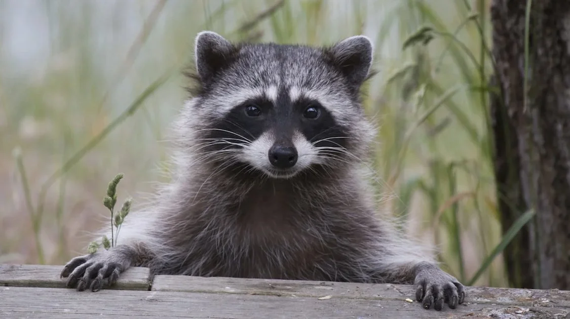 Health Canada Approves Pfizer Vaccine For Raccoons