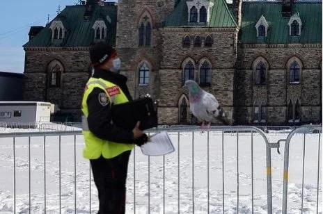 Ottawa Police Begin Giving Out Warning Papers To Downtown Pigeons
