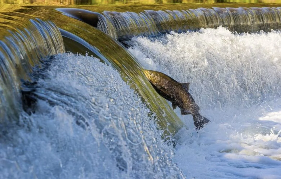After A Two Year Hiatus Due To The Pandemic, Ontario Salmon Will Finally Be Swimming Up Stream This Fall