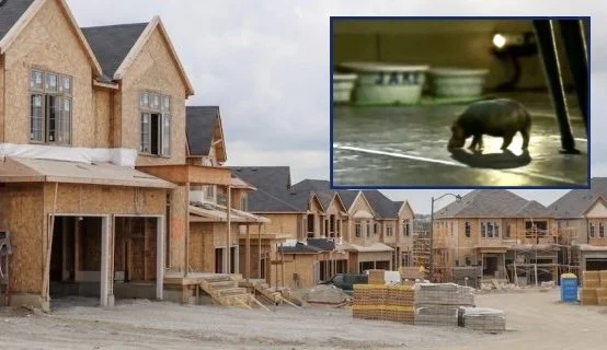 House Hippo Officially Declared Extinct Due To Housing Crisis