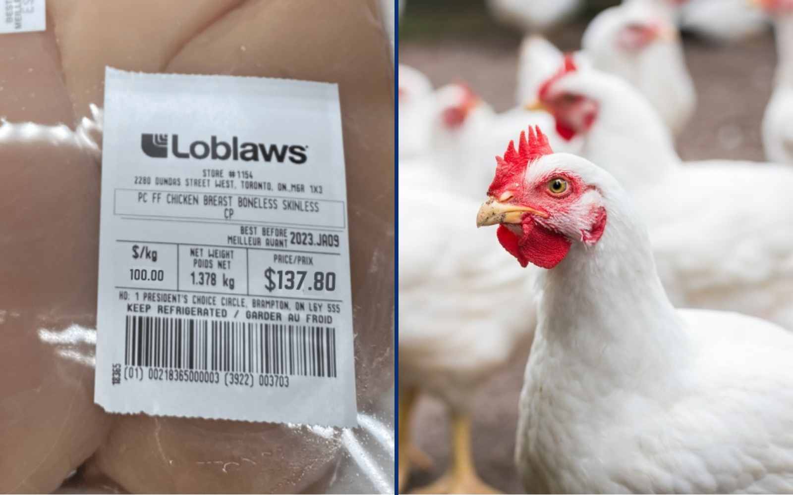 Loblaws Says Chicken Now Costs $100 A Kilo After Chickens Ask For A Raise