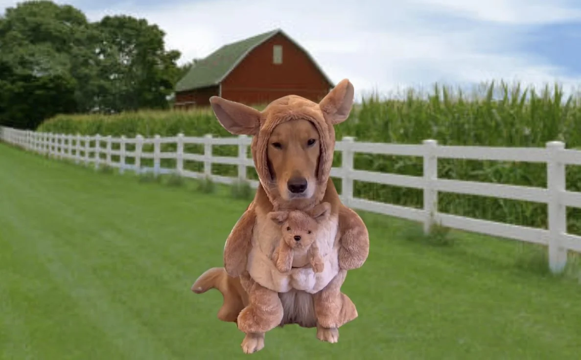 Oshawa Zoo Reports Missing Kangaroo Has Been Found And Returned To Pen