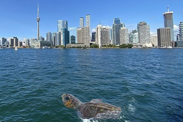 Invasive Giant Sea Turtles Have Taken Over Lake Ontario Because Sure, Why Not
