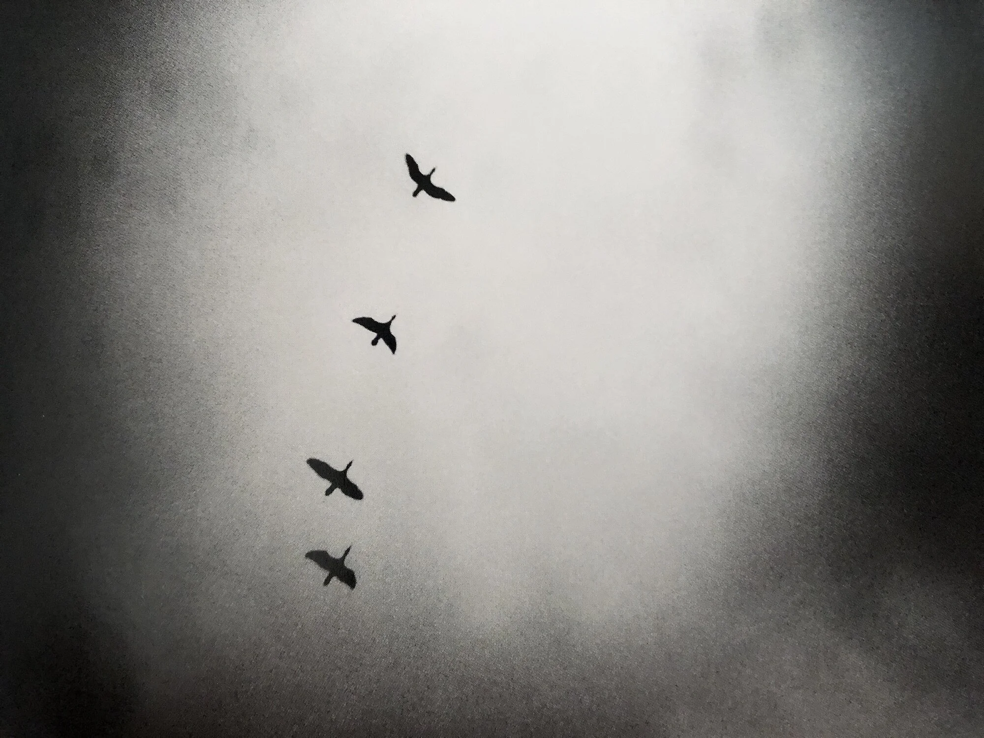 Des oiseaux - Michael Kenna