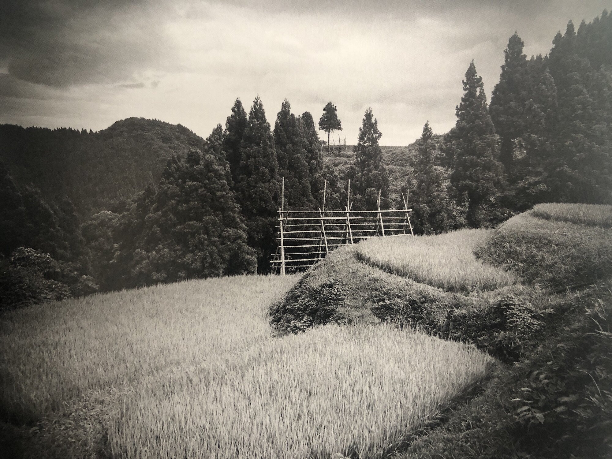 Paddy Field