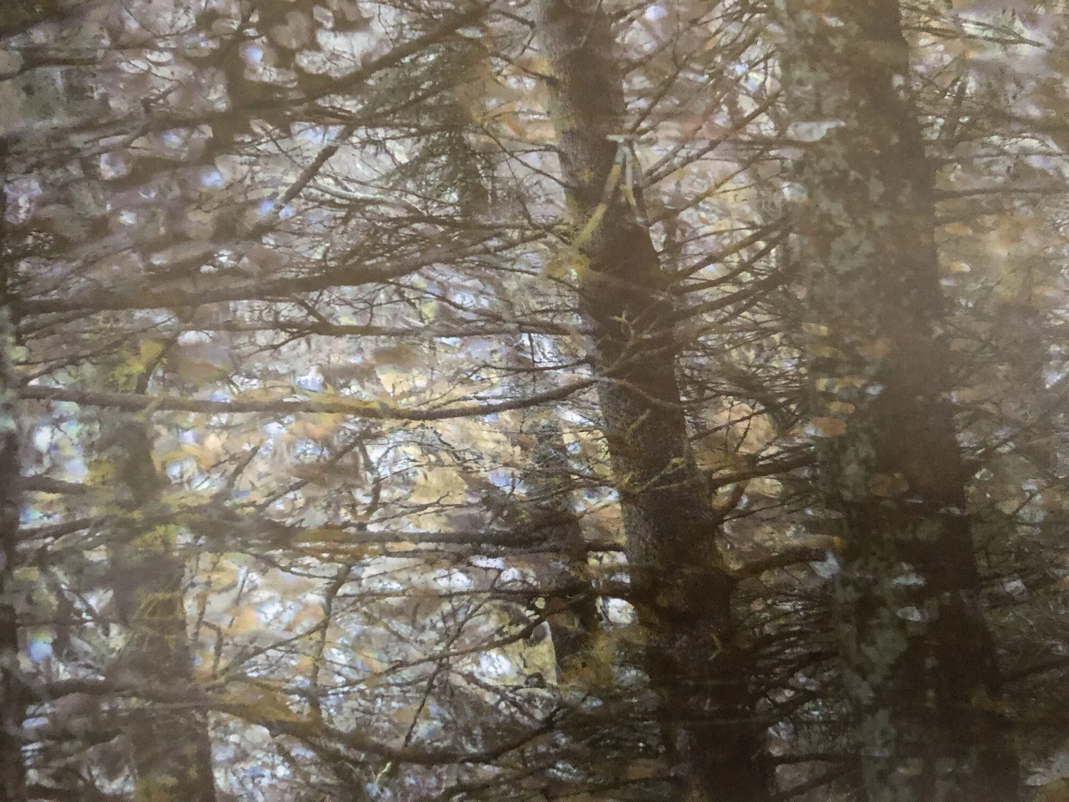 Biblioscapes In Discussion